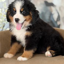 Jake - Tri-color male Bernese Mountain Dog puppy in Yuciapa, California from AlltheDoodlez_