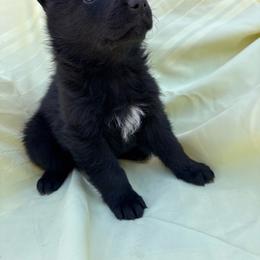 Black female - Black female German Shepherd puppy in Jennings, Kansas from Lost Creek German Shepherds LLC