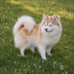 Khaleesi - Pomsky