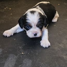 Roxi - Tri-color female Cavalier King Charles Spaniel puppy in Charity, Missouri from Missouri. Cavaliers