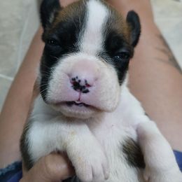 Wilma - Brindle female Boxer puppy in Cannon Falls, Minnesota from Pattys Boxers and Bulldogs