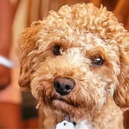 Caleb - Poodle