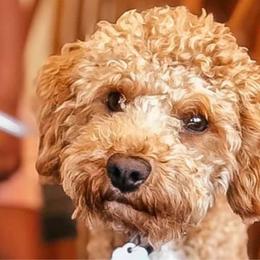 Caleb - Poodle