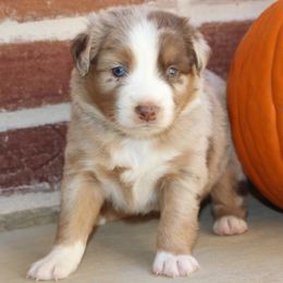 Miniature Australian Shepherd and Toy Australian Shepherd Puppies from TK Mini & Toy Aussies