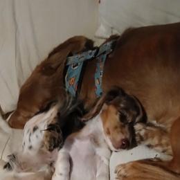 Dachshunds from Write Breed Doxies