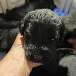 Yellow collar - Pepper and salt female Giant Schnauzer puppy in Atoka, Oklahoma from Hannah's Haus & Farm