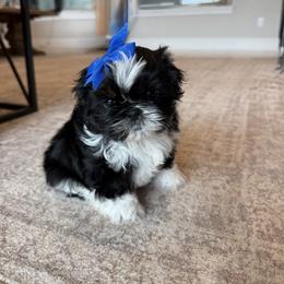 Arti - Black and white male Shih Tzu puppy in Magnolia, Texas from Furbourne Farms