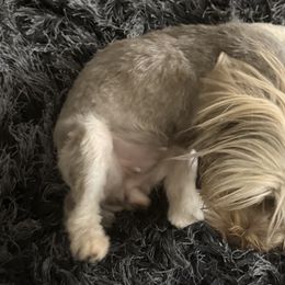 Yorkshire Terriers from Yorkie House