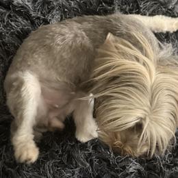 Yorkshire Terriers from Yorkie House