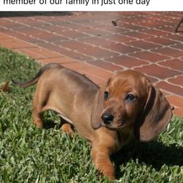 Dachshund Puppies from Pine & Pasture Dachshunds