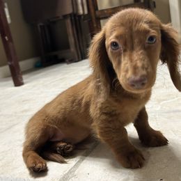 Dachshund Puppies from KT Canines, LLC