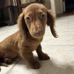 Dachshund Puppies from KT Canines, LLC