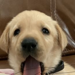 Labrador Retriever Puppies from Cary’s Buck Creek Retrievers