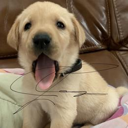 Labrador Retriever Puppies from Cary’s Buck Creek Retrievers