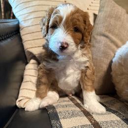 Brewer - male Golden Mountain Doodle puppy in Jim Falls, Wisconsin from Pup Paw-fection