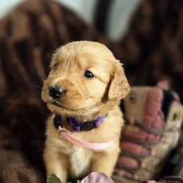 Nutmeg  (Harvest Party) - Dark golden female Golden Retriever puppy in Lebanon, Oregon from Soda Springs Kennel
