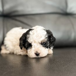Aspen - Tri-color female Cavapoo puppy in Saint George, Utah from Fitzdoodles