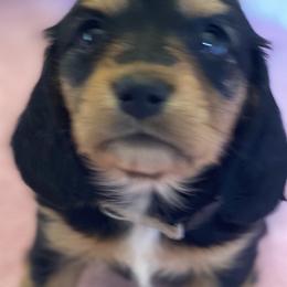 Poppy/grey collar - Black and tan Dachshund puppy in Great Bend, Pennsylvania from Dashing Doxies