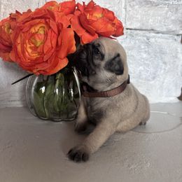 Brown collar - Fawn male Pug puppy in Tucson, Arizona from Furever Friends