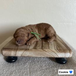 Cookie - Red  male Goldendoodle puppy in Crothersville, Indiana from Wischmeier’s Doodles