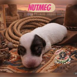 Nutmeg - Piebald female Dachshund puppy in Hockley, Texas from Shans Down Home Doxies