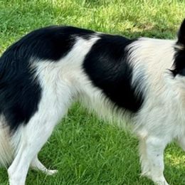 Border Collies from Darby Border Collies of Alabama