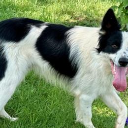 Border Collies from Darby Border Collies of Alabama