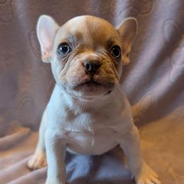 Penelope - White female French Bulldog puppy in Battle Ground, Washington from Ferguson's Bulldogs