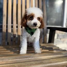 Banx - Parti male Goldendoodle puppy in Homer, Georgia from Creekside Kennels
