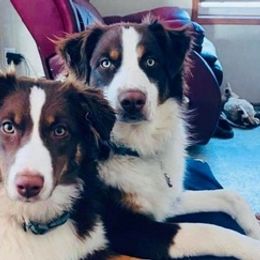 Australian Shepherds from McLaughlin Aussies