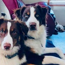 Australian Shepherds from McLaughlin Aussies