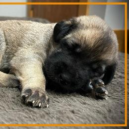 Orange - Fawn male Anatolian Shepherd Dog puppy in Clark, Wyoming from Fyne Acres