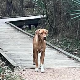 Rhodesian Ridgebacks from Harley Ridge Rhodesian Ridgebacks