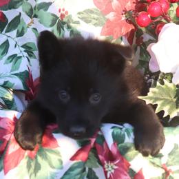 German Shepherd puppies from Triple S DDR German Shepherds