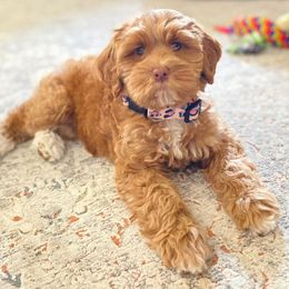 Australian Labradoodles from Robinson Acres Doodles