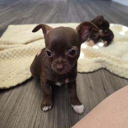 Girl - Chocolate and white female Chihuahua puppy in Vineland, New Jersey from Royal Companion's