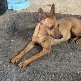 Leia - Miniature Pinscher