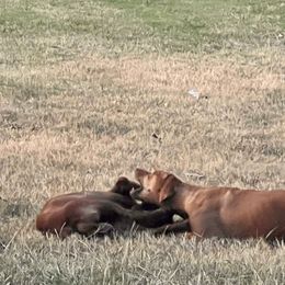 Rhodesian Ridgeback Puppies from Raven’s Ridgebacks