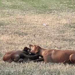 Rhodesian Ridgeback Puppies from Raven’s Ridgebacks