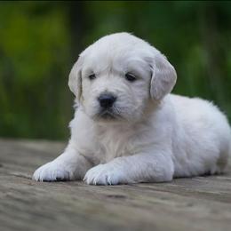 Louie - Light golden male Golden Retriever puppy in Saint Joe, Indiana from Golden Acres Farm