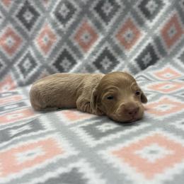 Girl 1 - Cream female Dachshund puppy in Hoover, Alabama from Tide Town Doxies
