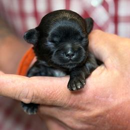 Orange collar girl - Black female Shih Tzu puppy in Berkeley Springs, West Virginia from Sandridge Shih Tzus