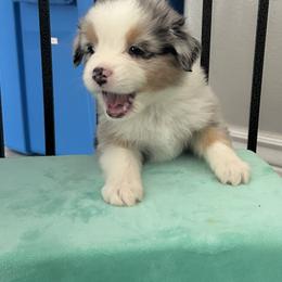Australian Shepherd Puppies from Star Aussies