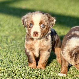 Twizzler - Red merle female Miniature Australian Shepherd puppy in Lincoln, California from Country Dreams Mini Aussies