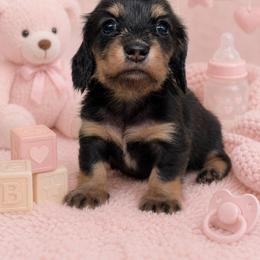 Girl 1 - Black and cream female Dachshund puppy in Collins, Georgia from Liberty Longhair Dachshunds