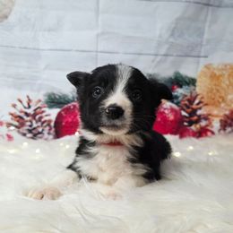 Colby - Black and white male Border Collie puppy in Avilla, Indiana from Borderline Kennels