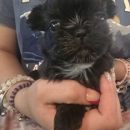 Nutmeg - Black and white female Shih Tzu puppy in Green Valley Lake, California from All American Shih Tzu Puppies