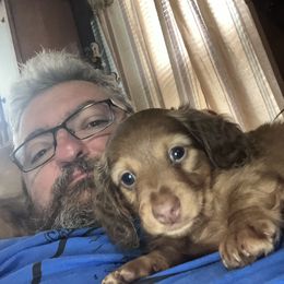 Dachshund Puppies from Robbins nest