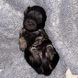 Girl 1 - Black and cream female Dachshund puppy in Cattaraugus County, New York from H&C’s Dachshunds and Retrievers