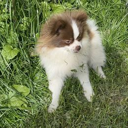 Titus - Pomeranian
